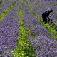 A man gathers lavender flowers during harvest in Bulgaria (AP Photo/Valentina Petrova)